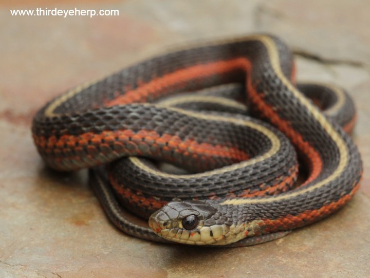 Orange Striped Coast Garter Snake